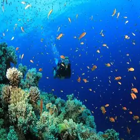 Spot the Aqua life